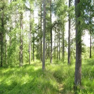 Foto de Hallormsstadur Forestry Reserve