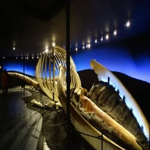 Foto de Museo Húsavík Whale